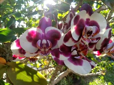Orquídea híbrida, com flores de 2 cores.