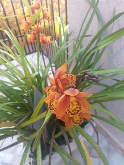 Orquídea laranja