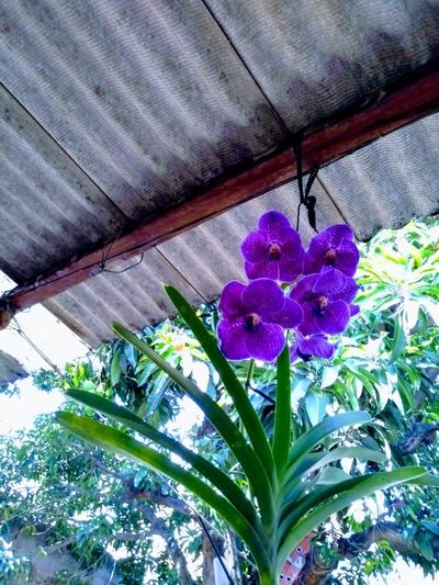 Orquídea vanda pendurada