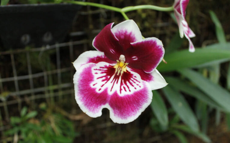 Fotos de Orquídeas Floridas – As Imagens Mais Lindas