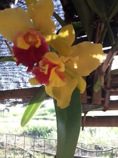 Oietes-orquídea