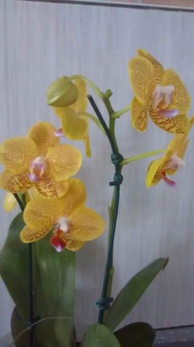 Orquídea-amarela-dos-alunos