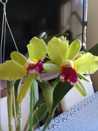 Orquídea amarela - cattleya