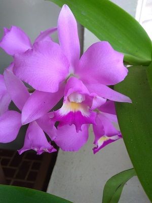 Qual nota você dá para essa orquídea do nosso aluno Luis?