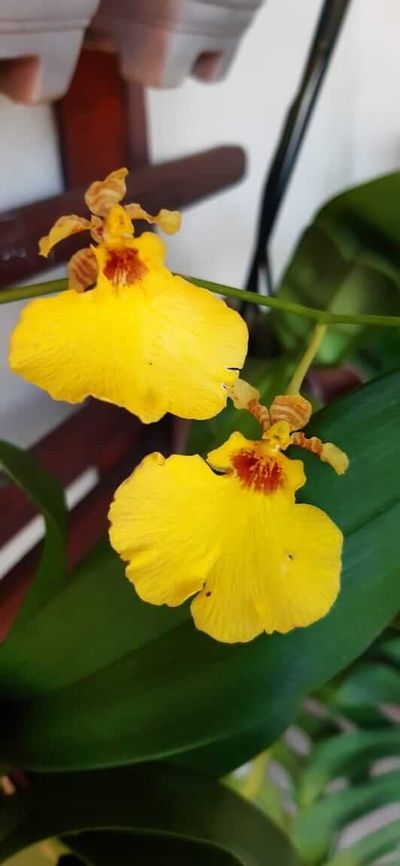 Mais uma foto da orquídea oncidium amarela, desta vez da aluna Regiany.