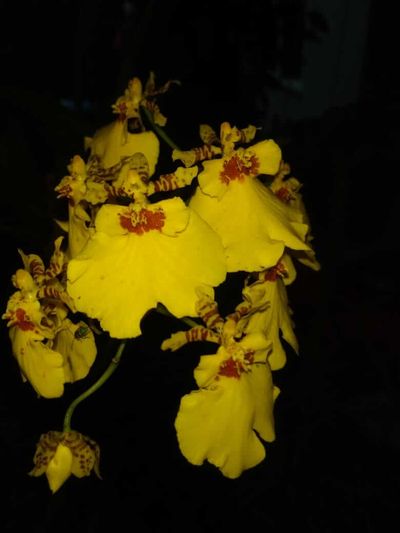 Orquídea oncidium da aluna Terezinha.