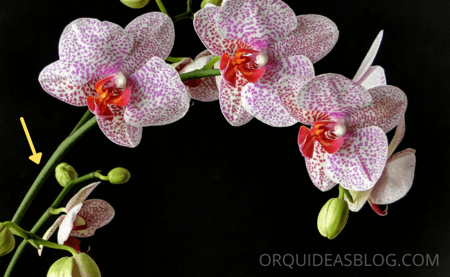 Hastes Florais Das Orquídeas - Cortar ou Não Cortar? 1