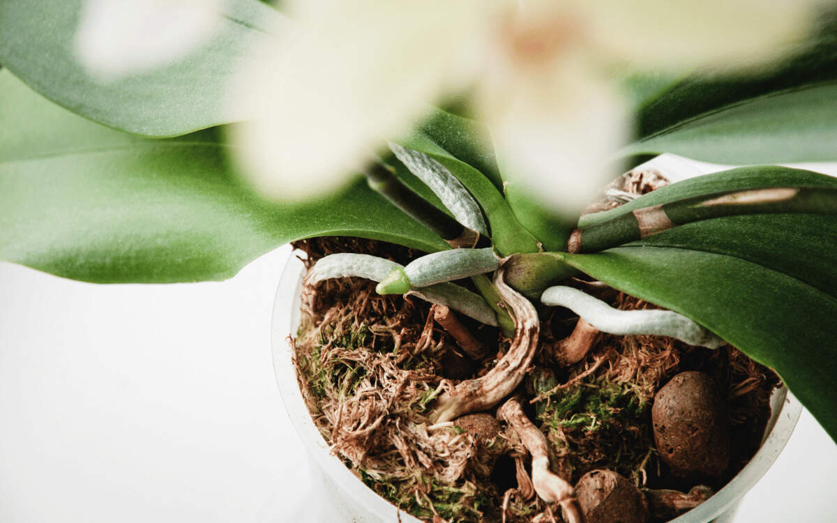 Substratos Para Orquídeas – Quais os Melhores? Como Usar?