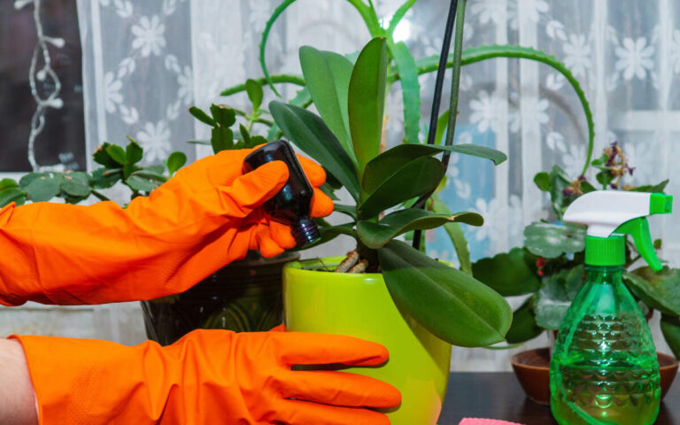 Adubos Para Orquídeas – Quais os Melhores? Como Adubar?