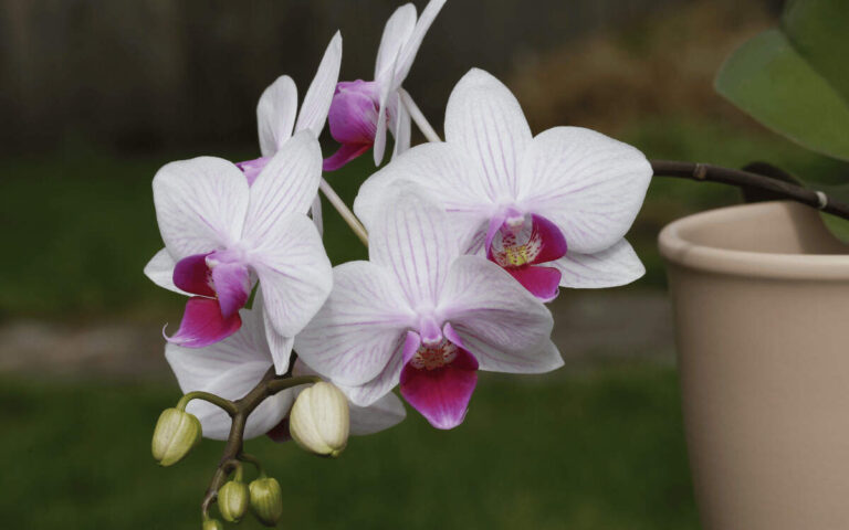 Como Fazer Uma Orquídea Florescer [Guia Para Iniciantes]