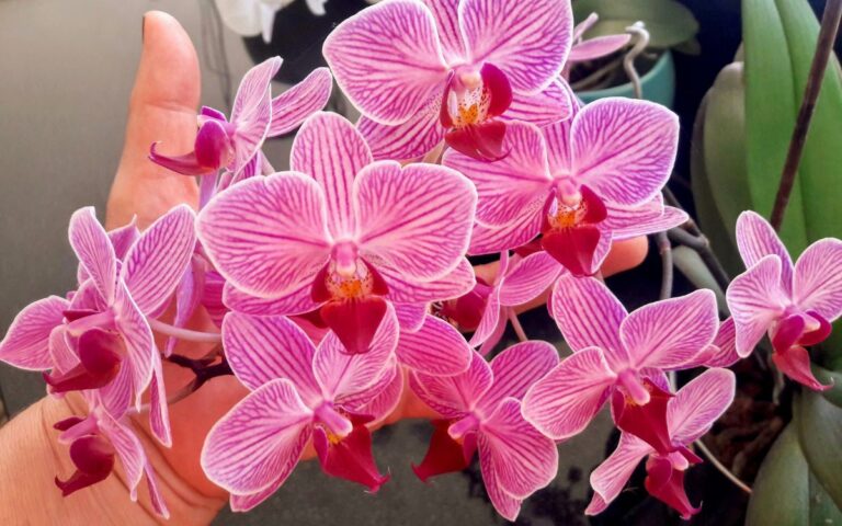 Como Cuidar de Orquídeas Em 7 Passos (Para Iniciantes) 190