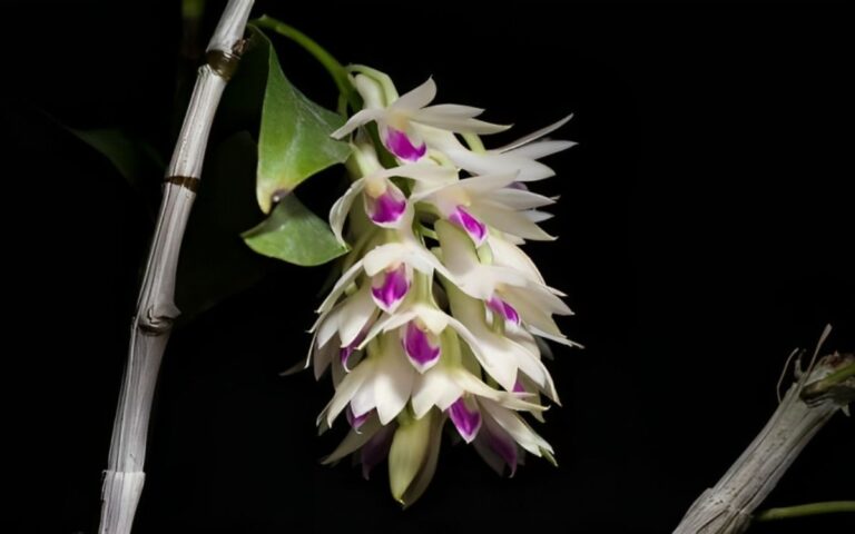 Dendrobium Amethystoglossum – Como Cultivar em 7 Passos
