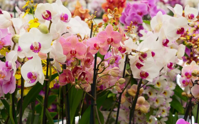 Espécies de Orquídeas - Quantas Existem, Tipos e Principais Espécies 197