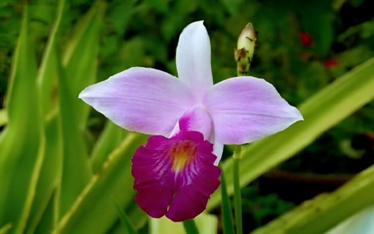 Orquídea Bambu (Arundina) – Como Cuidar em 10 Passos