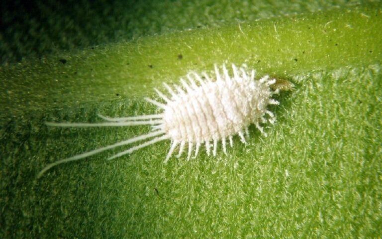Cochonilhas em Orquídeas – Identificação e Controle