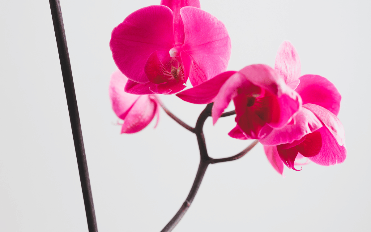 Hastes Florais Das Orquídeas – Cortar ou Não Cortar?