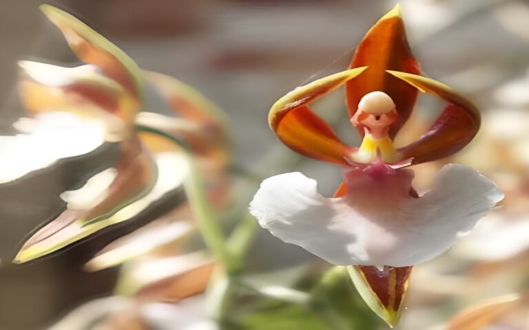 Orquídea Bailarina – Veja Suas Fotos, Curiosidades e Muito Mais