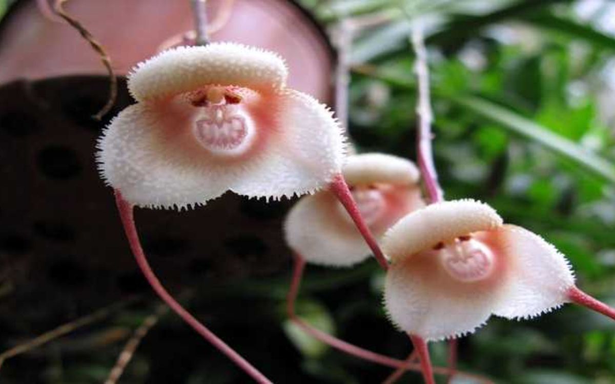 Orquídea Cara De Macaco – Fotos, Curiosidades e Muito Mais