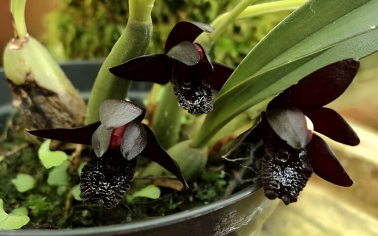 Orquídea Negra – Seus Tipos, Curiosidades e Fotos