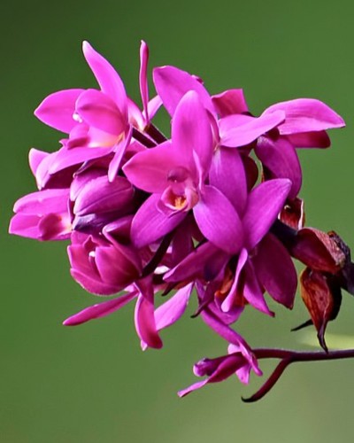 Orquidea grapete flores