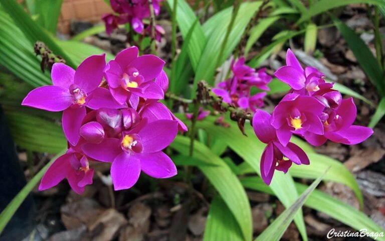 Orquídea Grapete – Como Cuidar e Fazer Mudas