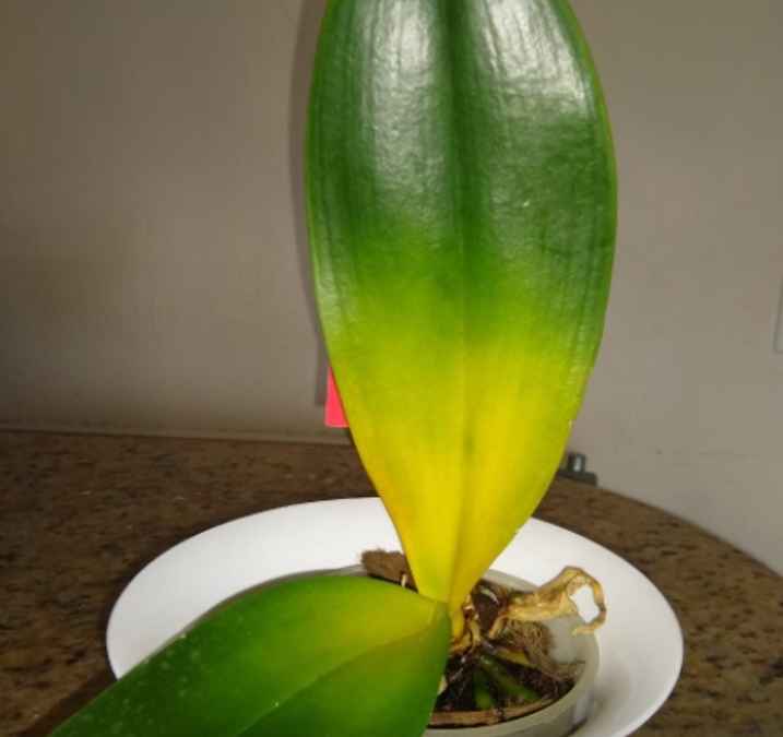 Ana-orquidea_11zon