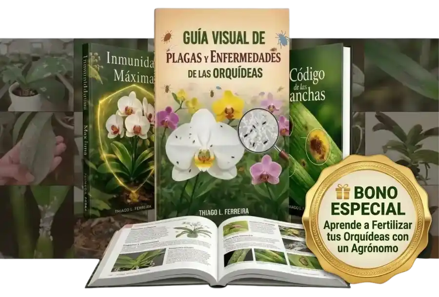Guia-bonus-es