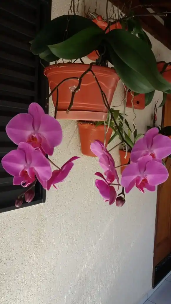 Orquidea-Josias