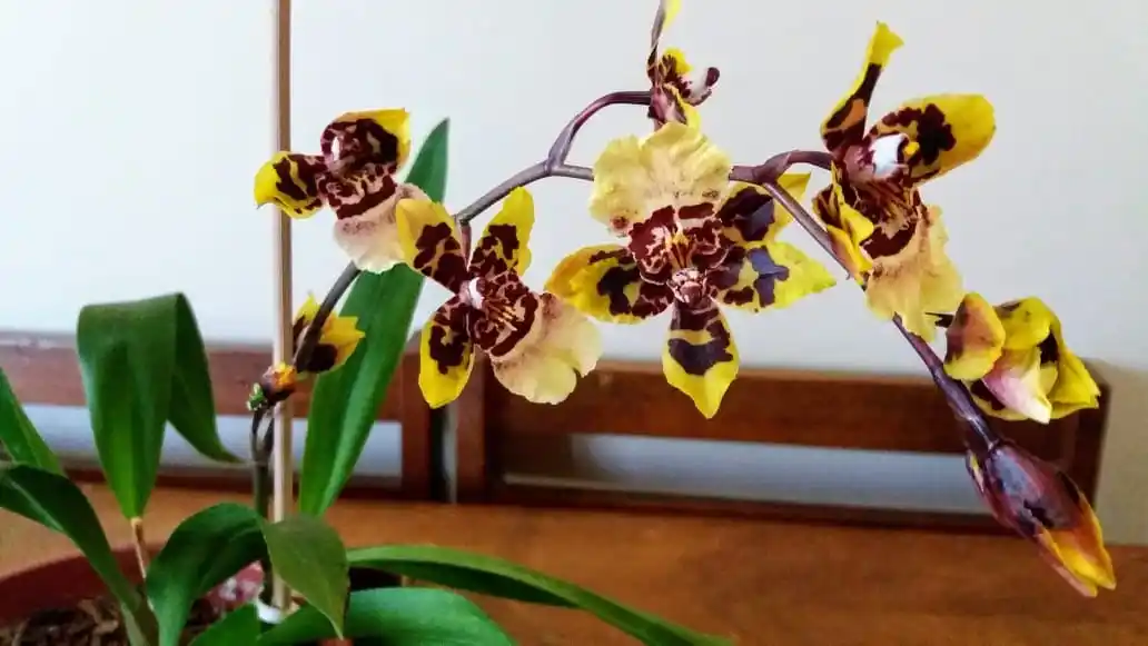 Orquidea-Rejane