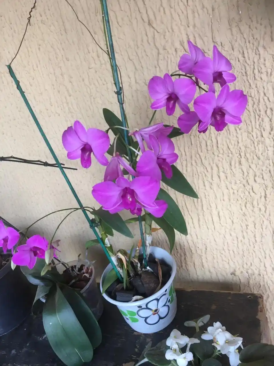 Orquidea-adriene