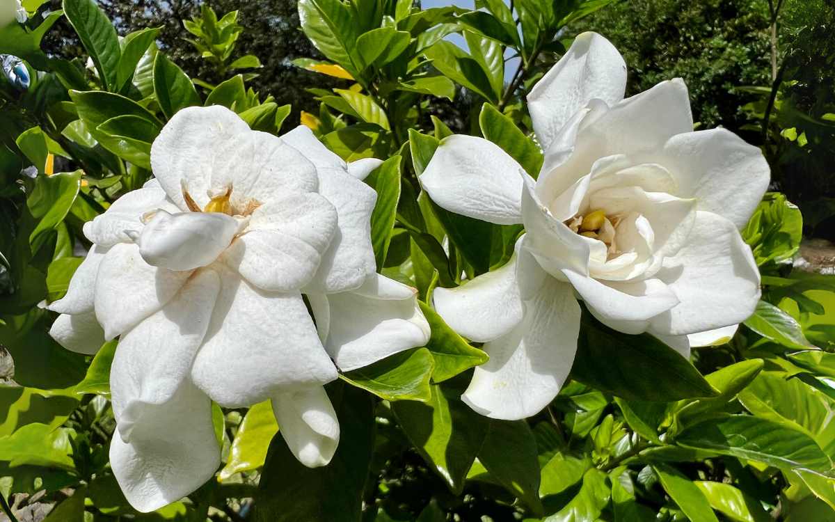 2-flores-brancas-de-gardenia