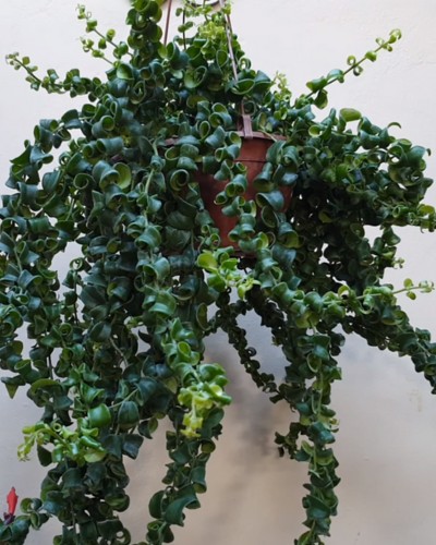 Aeschynanthus-Rasta