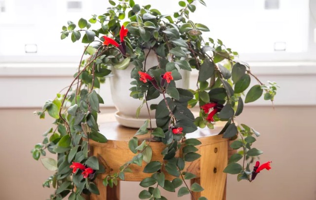 Aeschynanthus-radicans