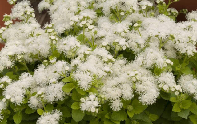 Ageratum-houstonianum-Hawaii-White
