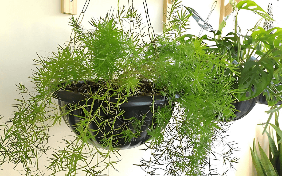 Asparagus-densiflorus-Sprengeri-pendurado