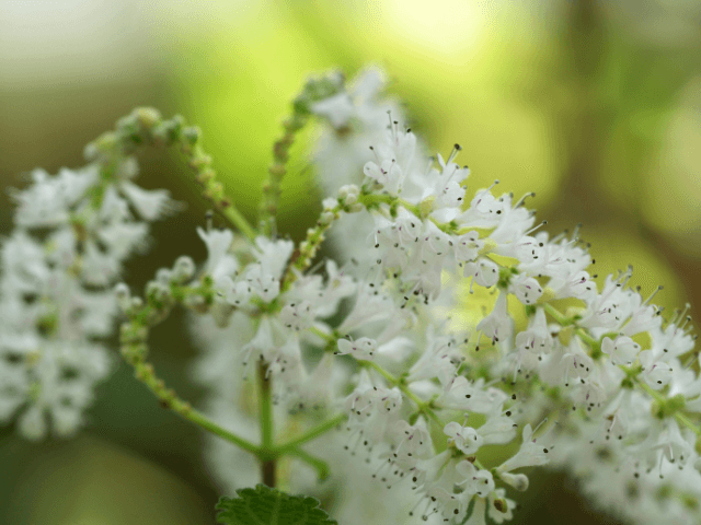 Asparagus-densiflorus-flores