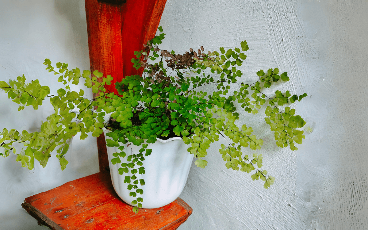 Avenca-usada-na-decoracao
