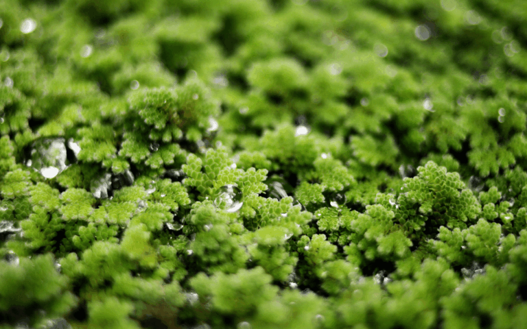 Impactos e Usos da Azolla na Agropecuária