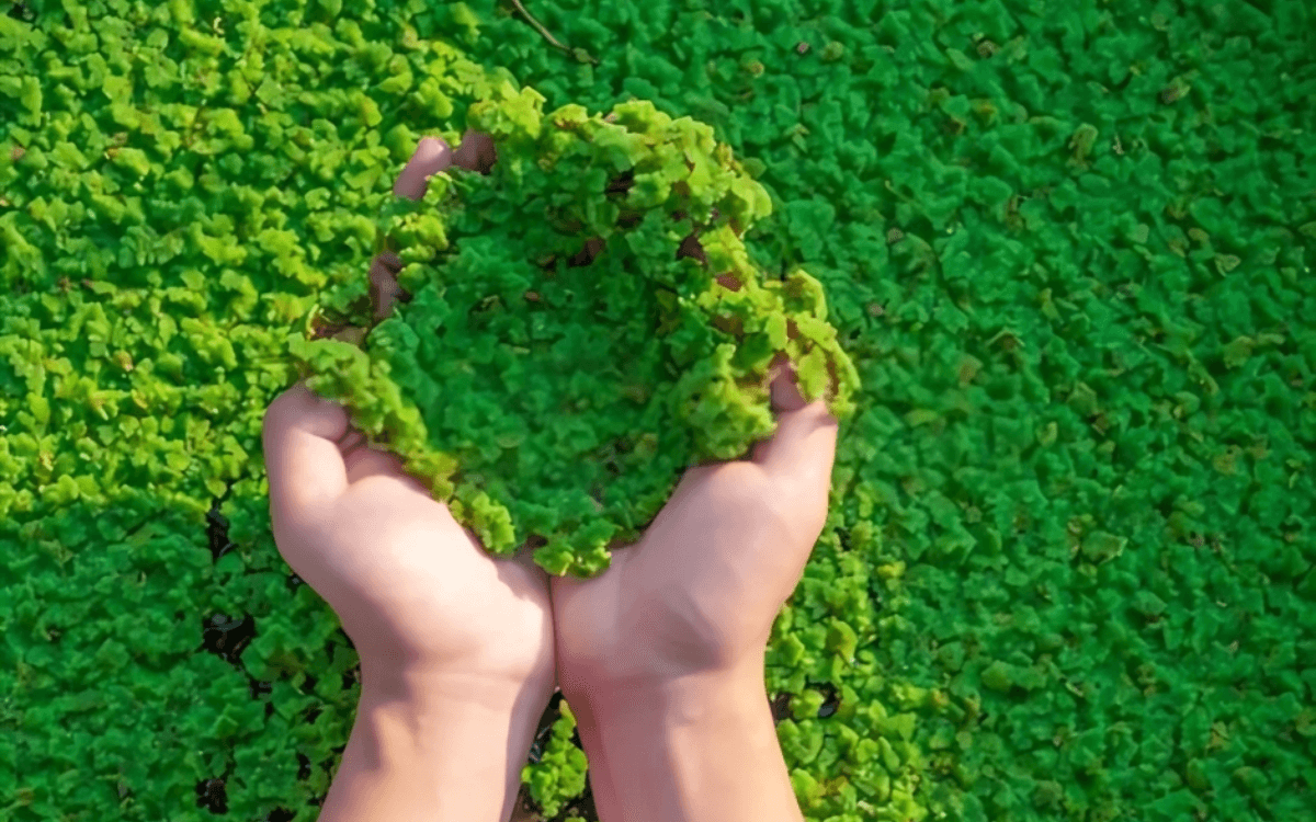 Azolla-imagem-destacada