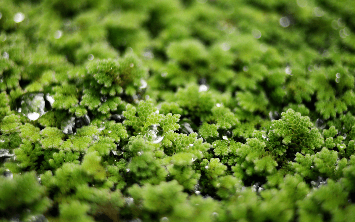 Impactos e Usos da Azolla na Agropecuária 20