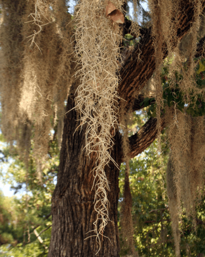 Barba-de-velho-na-natureza