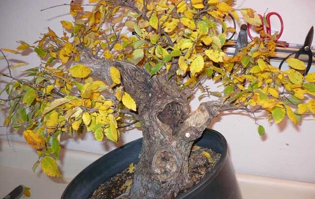 Bonsai-com-folhas-amarelando