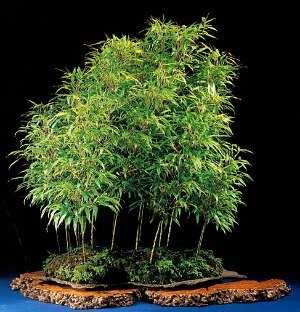Bonsai De Bambu - Como Cuidar, Curiosidades e Espécies 27