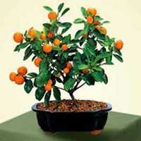Bonsai-de-Calamondin-2
