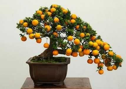 Bonsai-de-Calamondin