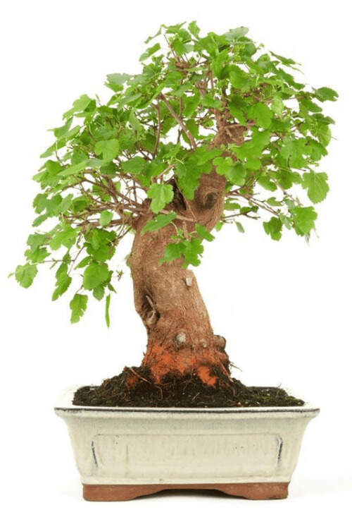 Bonsai-de-amora-01