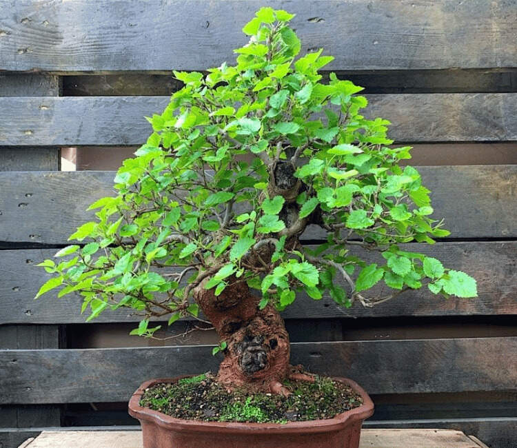 Bonsai-de-amora-02