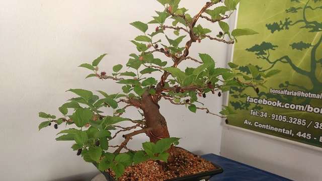 Bonsai-de-amora