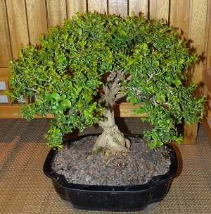 Bonsai-de-buxus-2