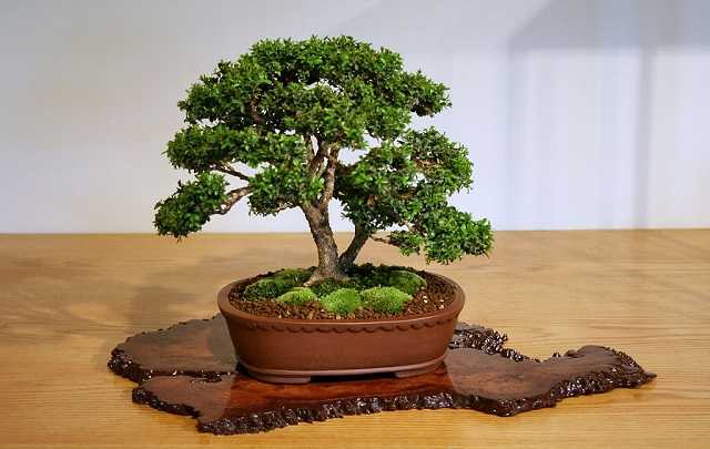Bonsai-de-buxus